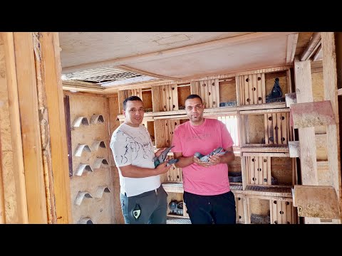 البطل خالد الشرقاوي خد السابع على العالم فرجه على الحمام الزاجل01095938622 العناني