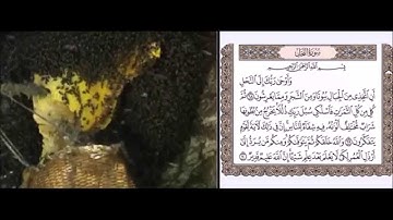 سورة النحل من الآية 68 إلى الآية 70 بصوت القارىء الشيخ مشارى راشد