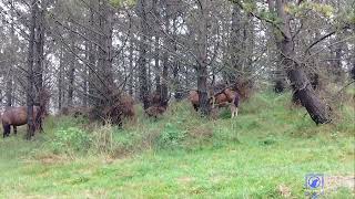 Caballo Gallego Salvaje #montaña #salvaje