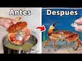 Crié un Cangrejo de Supermercado como Mi Mascota.