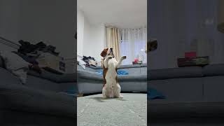 Even more tricks! #dog #puppy #beagle #cute #doglover #training #funny #love #pets #cutedog