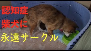 認知症の老犬 ぐるぐる徘徊 柴犬 17歳 Demented Shiba Inu 17 Years Old Subtitled Youtube 認知症の老犬 ぐるぐる徘徊 柴犬 17歳 Demented Shiba Inu 17 Years Old Subtitled Youtube