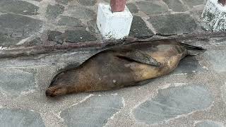 Galápagos sea and wildlife on Isla Isabela or Isabela Island.. - Isabela Island Galapagos - ECTV