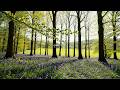 a quiet playlist to calm your thoughts | piano #6