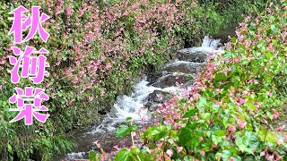 シュウカイドウ (秋海棠) 2021 ~秋雨の出流ふれあいの森~ Begonia Grandis is A Beautiful Colony // 栃木県栃木市出流町 : 4K