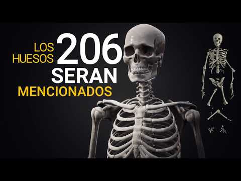 RAP HUESOS DEL CUERPO HUMANO - Video Lyrics - Rap Medicina - R4