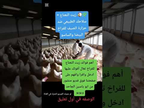 أسرار مايعرفهاش غير المربين المحترفين دواجن التسمين زيت النعناع