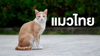 สารคดี ของดีประเทศไทย ตอน แมวไทย