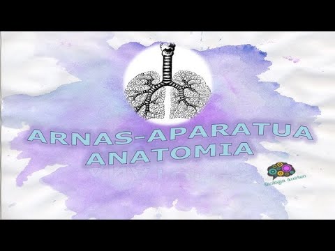 Arnas-aparatuaren ANATOMIA