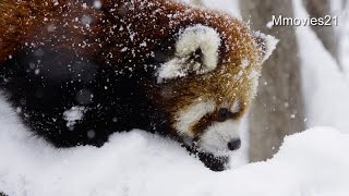 まだ帰りたくないもん！赤ちゃんレッサーパンダ~Red Panda Baby
