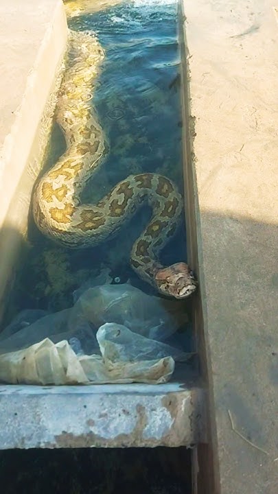 Python In Water - YouTube