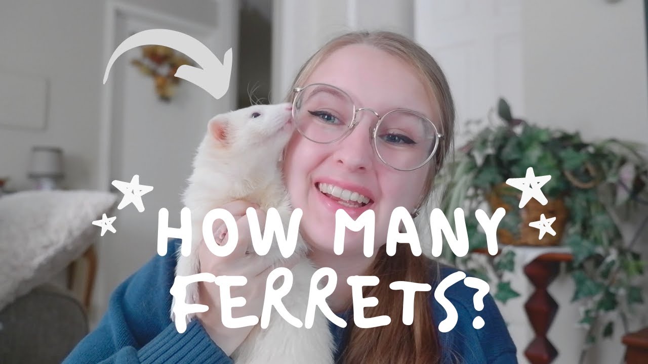 How Many Ferrets Should You Have?