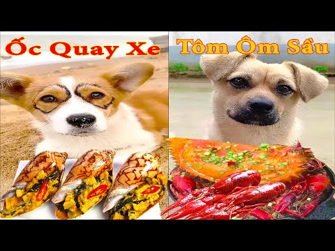 Thú Cưng TV | Bông ham ăn Bí Ngô Cute #55 | Chó thông minh vui nhộn | Pets cute smart dog