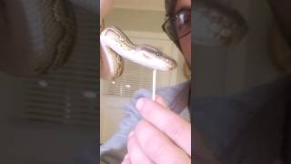Celebrity Burned and abandoned python rescue #shorts Wealth
