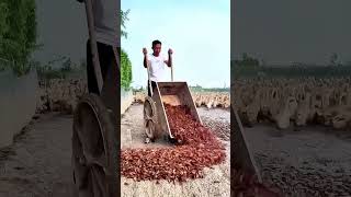 Crayfish-Fed Ducks! High-Protein Loading, Hardcore Quality Extraction! 🦆