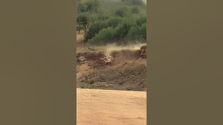 Antelope Completely Caught Off Guard by Leopard’s Perfect Ambush  #animals #wildlife #predatorvsprey