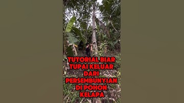 tutorial cara agar tupai keluar saat mengumpet dipohon kelapa #berburuhamatupai #berburutupai