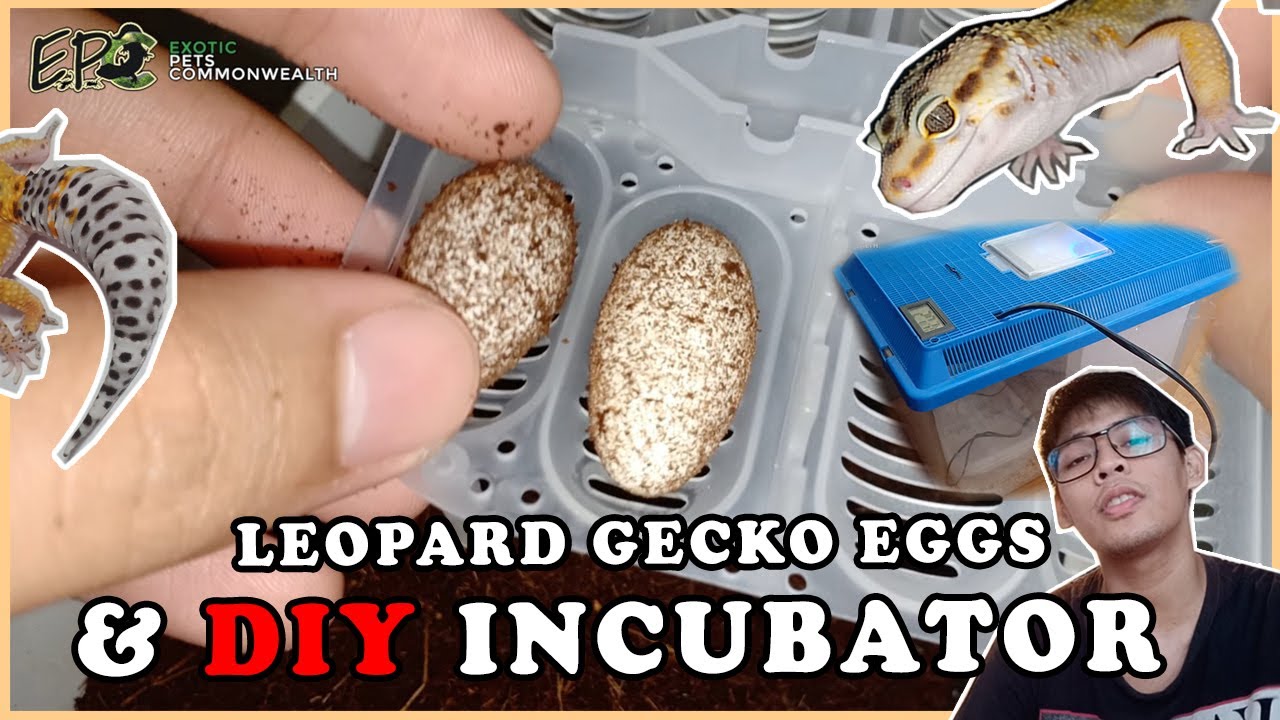 how to make a homemade leopard gecko incubator