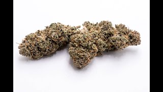 Lemon Ozium Strain Review Featuring Cloud Cover In Oregon