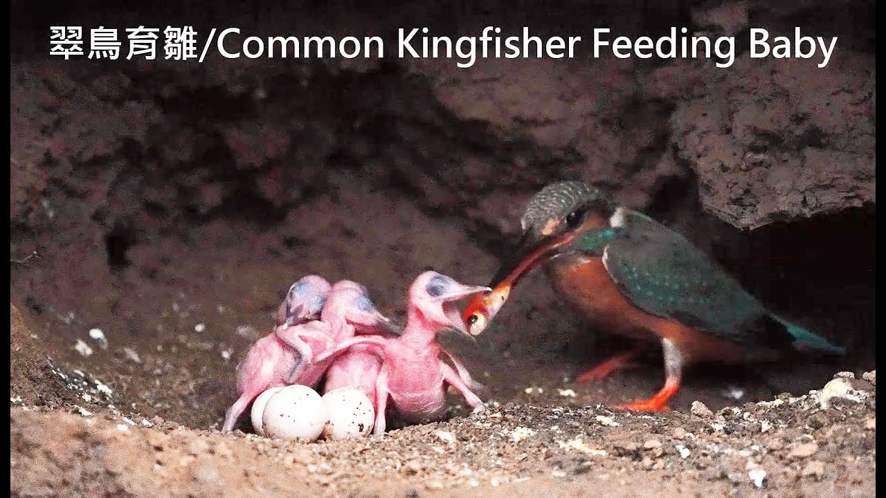 Kingfisher feeding baby YouTube