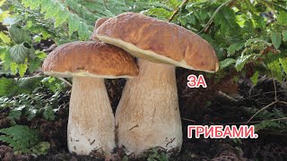грибы в Приморском крае. поиск грибов. поход за грибами. Грибы 2022