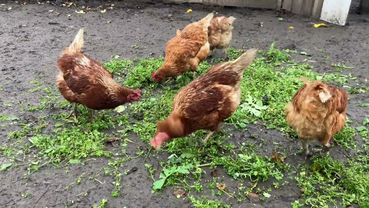 Куры несушки ломан браун 