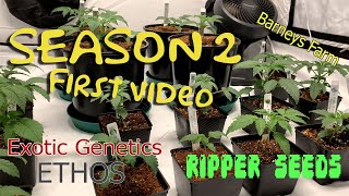 First Video SEASON 2. ETHOS.EXOTIC GENETIX.