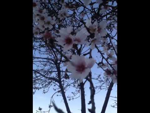 ورود الدار