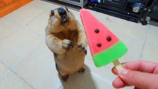 i gave marmot a cool watermelon ice cream