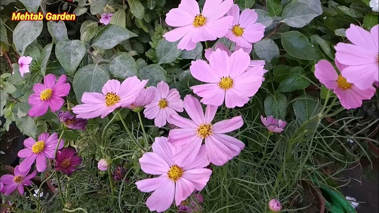 How to grow Cosmos Flowers Care tips and fertilizer 