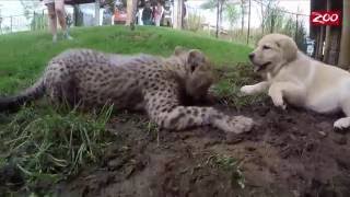 Cheetah and Puppy are Best Friends