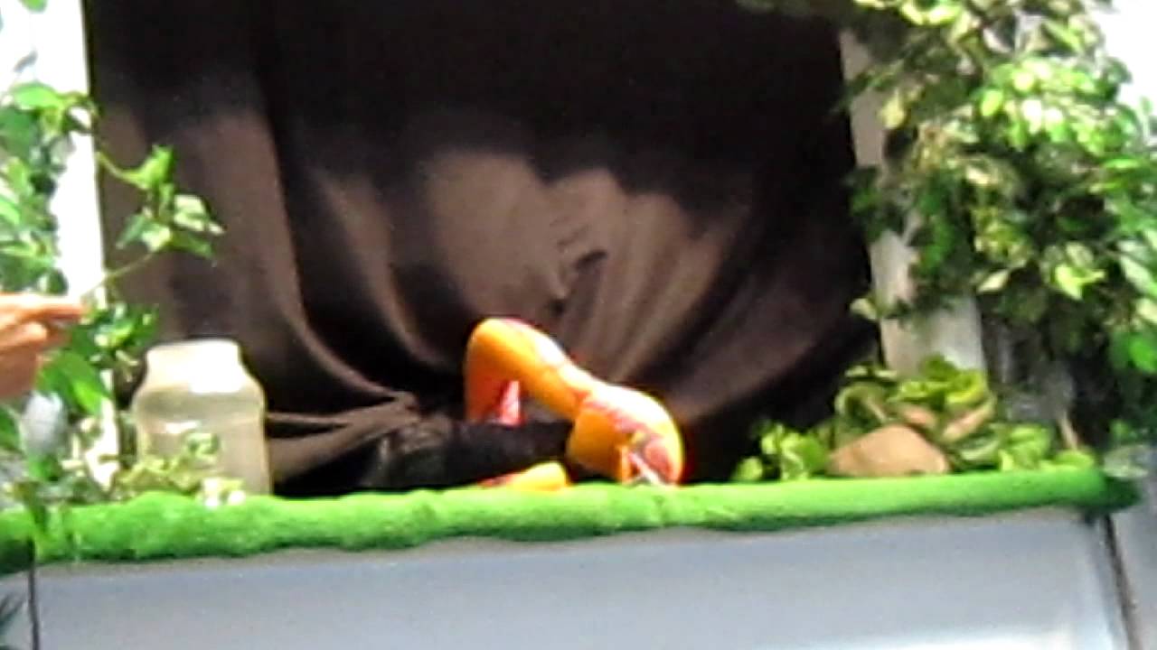 Puppet Show and Story Time for Kids - Mouse Count - YouTube