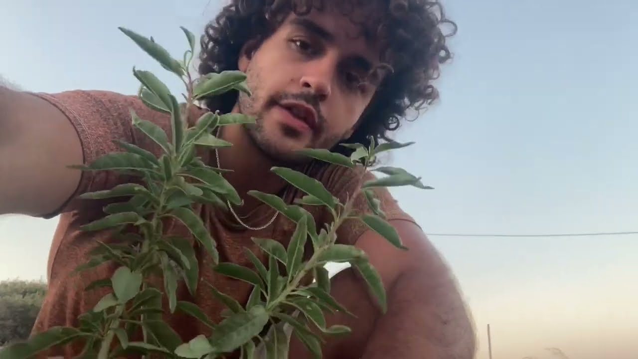 Mediterranean Food Forest - Almond Trees