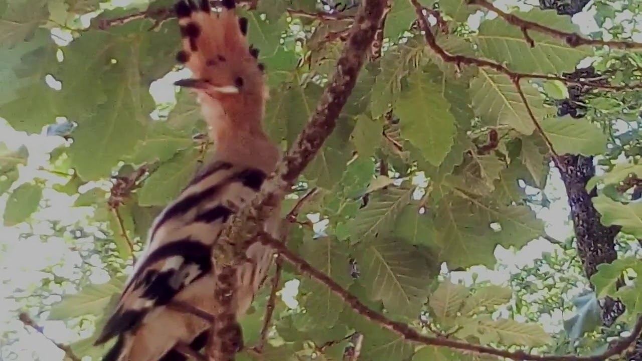 La forêt d'Akfadou 26 06 2019 La Huppe fasciée Upupa epops Hoopoe Hodhodطائر الهدهد