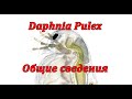 Дафния Пулекс (Daphnia Pulex) или обыкновенная дафния - общие сведения