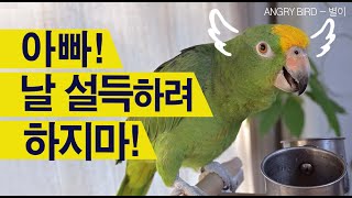 고집쟁이 앵무새 / 사람이 앵무새를 설득하는 상황 / 사람과 대화하는 아마존 앵무새 / ANGRY BIRD