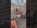 índio exótico separando para reproduzir esse da resultado top demais 💥💥🐓