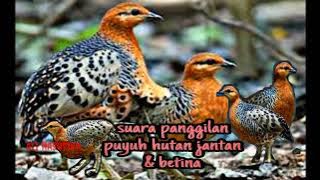 suara panggilan puyuh hutan jantan & betina‼️