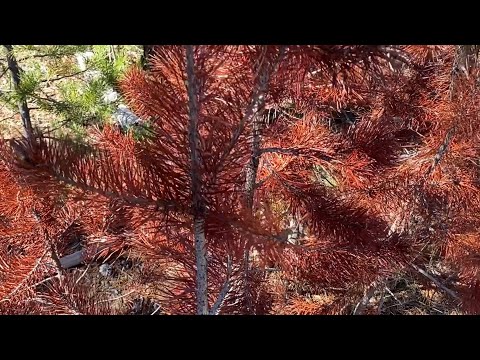 წითელი ნაძვი..  ნამდვილია თუ მეჩვენება?..