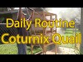 Keeping Coturnix Quail - How much work is it?