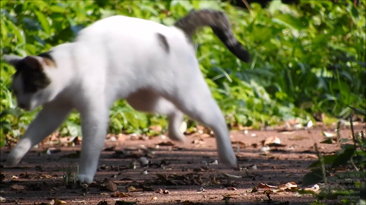 蚊から逃げる猫 Cat and Mosquito - YouTube