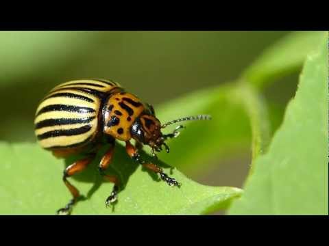 Video: The Indestructible Colorado Potato Beetle