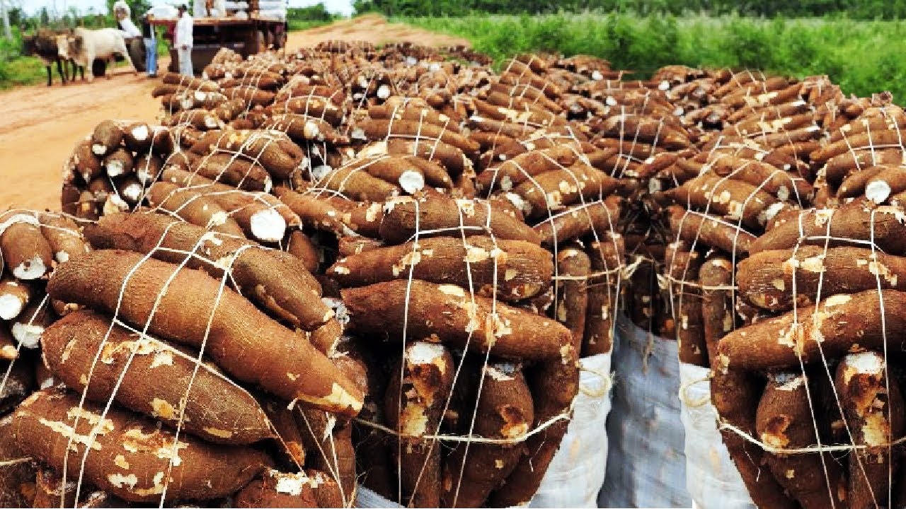 Awesome Agriculture Technology: Cassava Cultivation - Cassava Farm And Harvest - Cassava Processing