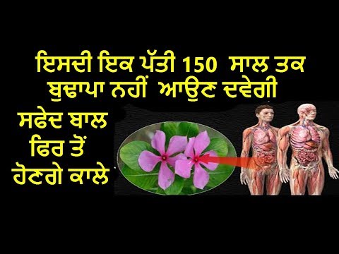 ਇਸਦੀ-ਇਕ-ਪੱਤੀ-150-ਸਾਲ-ਤਕ-ਬੁਢਾਪਾ-ਨਹੀਂ-ਆਉਣ-ਦਵੇਗੀ-ਸਫੇਦ-ਬਾਲ-ਫਿਰ-ਤੋਂ-ਹੋਣਗੇ-ਕਾਲੇ