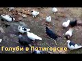 Полет Бакинских голубей Романа в Пятигорске!