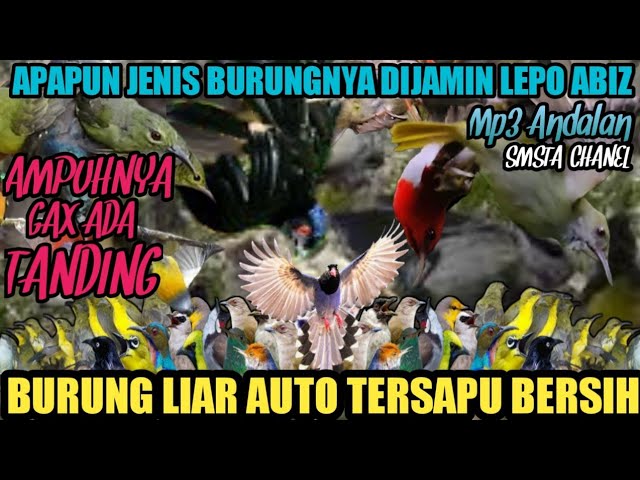 SUARA PIKAT KEJEPIT KOMBINASI BURCIL RIBUT KERAS ANTI ZONK 2024 @Smstachanel class=