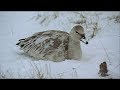 Las Alas de la Naturaleza  -02-  Otoño e Invierno - 2002 - Documental  720p