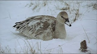 Las Alas de la Naturaleza  02  Otoño e Invierno  2002  Documental  720p