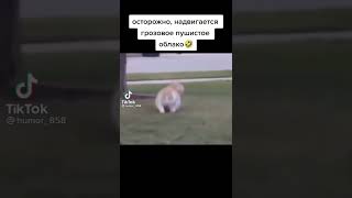 Кот Живет У Бабушки