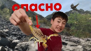 видео: ОПАСНЫ ли СКОРПИОНЫ| Поиск и изучение животных #скорпион#животные #факты #исследователи#исследование картинка: ОПАСНЫ ли СКОРПИОНЫ| Поиск и изучение животных #скорпион#животные #факты #исследователи#исследование